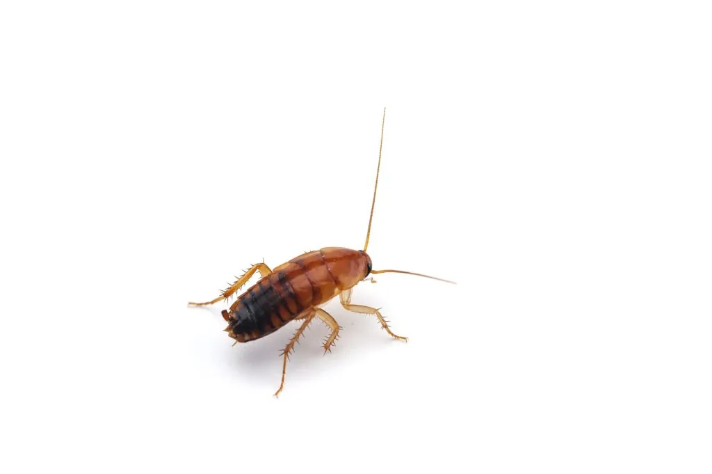 giant cockroach isolated on white background 2021 08 26 18 27 47 utc 1