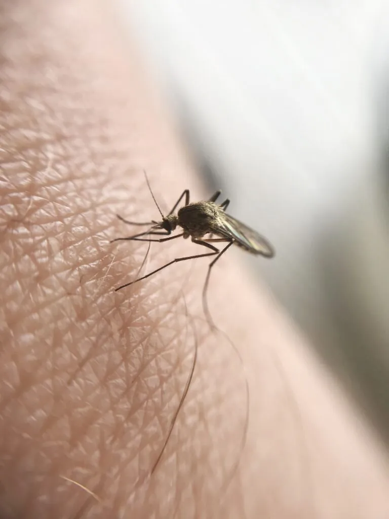 macro of mosquito sucking blood 2022 11 02 03 51 36 utc 1